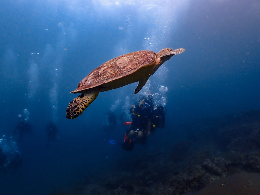 Scuba in thailand